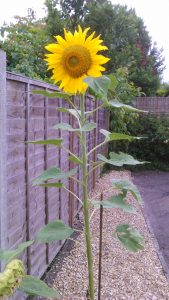 A sunflower by a fence