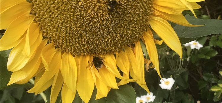 A sunflower with bees