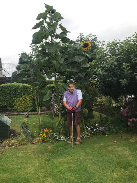 Colin Prichard and his very tall sunflower